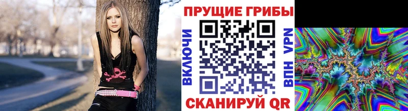Галлюциногенные грибы Psilocybe  Бийск 